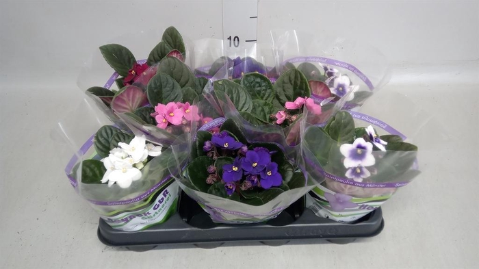 <h4>Saintpaulia   ...</h4>