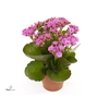 Kalanchoe blos. 'Calandiva Zeta'