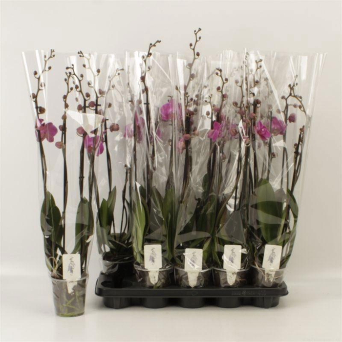 <h4>PHAL OV PAARS</h4>