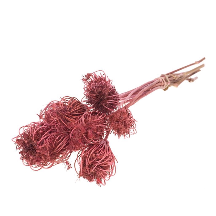 <h4>Ammi Majus Pink</h4>