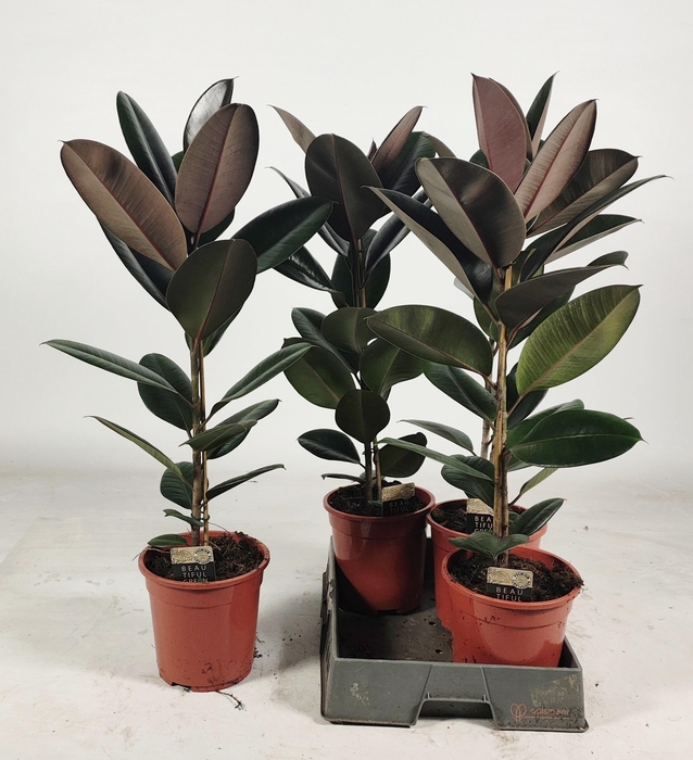 <h4>FIC EL ABIDJAN</h4>