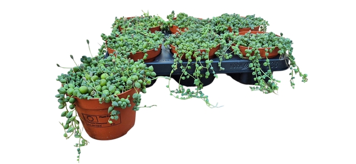 <h4>SENEC ROWLEYANUS</h4>