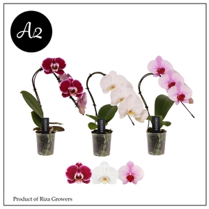 Phalaenopsis A2 Swan Mix 1 spike – 7cm
