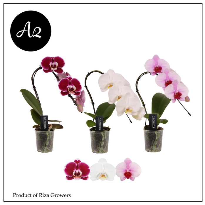 <h4>Phalaenopsis A2 Swan Mix 1 spike – 7cm</h4>