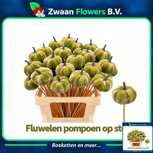 HUIS EN TUINDECO H%