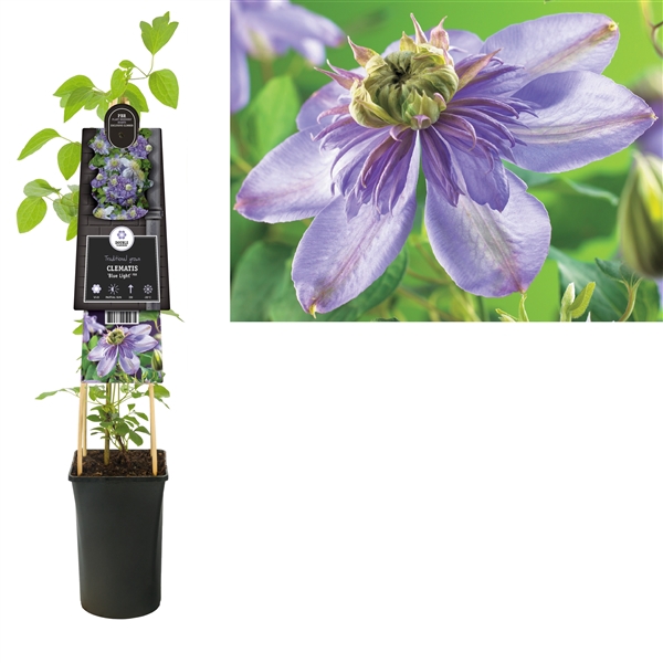 <h4>Clematis 'Blue Light' PBR +3.0 label</h4>