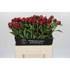 Paeonia Paul M. Wild