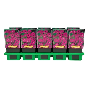 Geranium cinereum var. subcaulescen