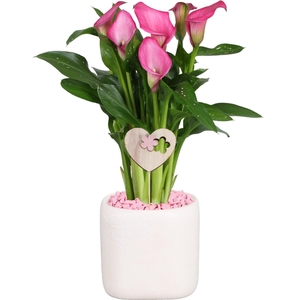 Zantedeschia Zazu Calla roze in Kubus keramiek + steker