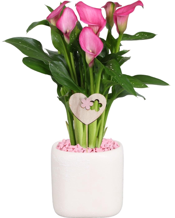 <h4>Zantedeschia Zazu Calla roze in Kubus keramiek + steker</h4>