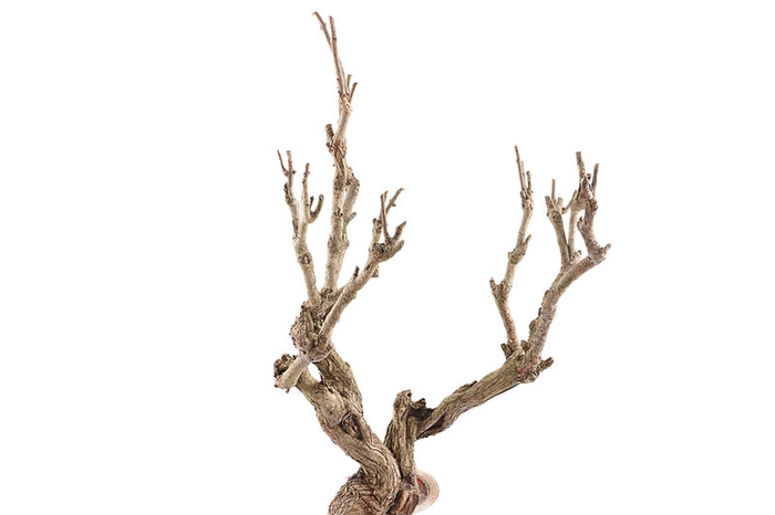 Syringa Branch Super Astorga
