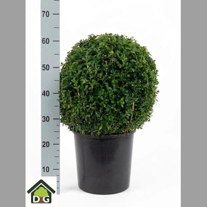 BUXUS BOL 60 CM