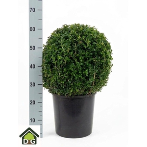 BUXU SEMPERVIRENS