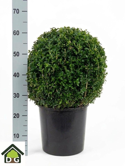 <h4>BUXU SEMPERVIRENS</h4>