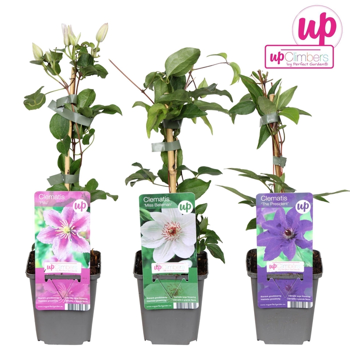 <h4>Clematis</h4>