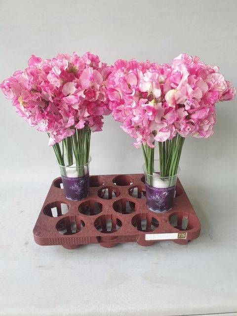 <h4>LATHYR ROSE WEDDING</h4>