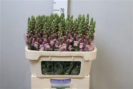 <h4>Antirrhinum majus 'Poto Lavendel'</h4>