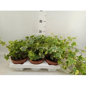 Hedera helix 'Goldchild'