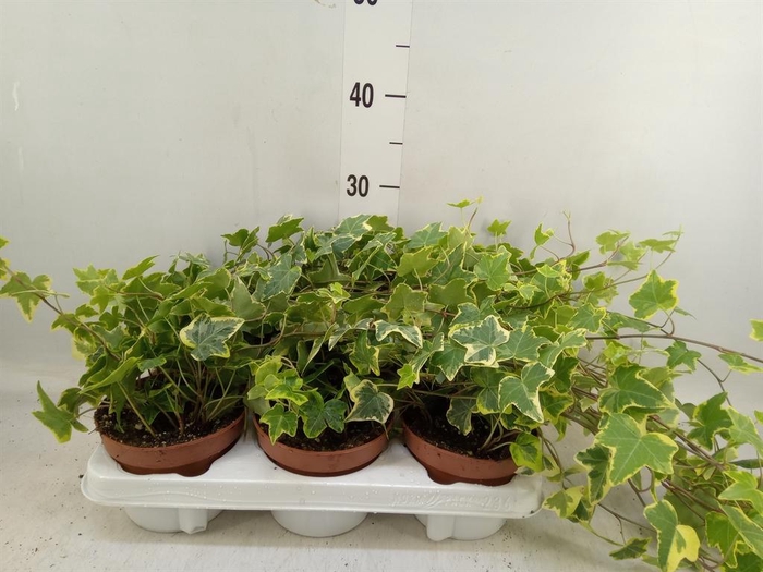 <h4>Hedera helix 'Goldchild'</h4>