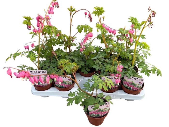 <h4>DICE SPECTABILIS</h4>