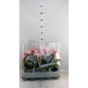 Phalaenopsis   ...rose