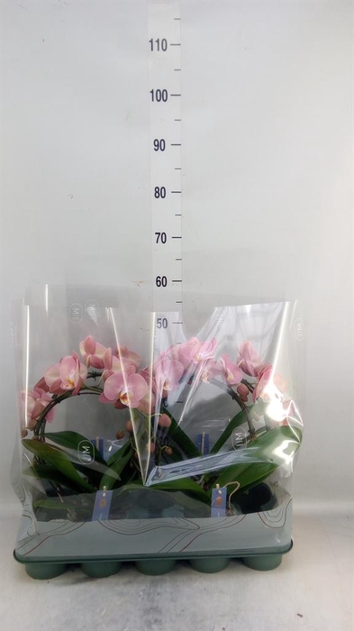<h4>Phalaenopsis   ...rose</h4>
