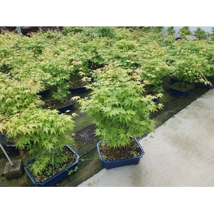 Acer palmatum 