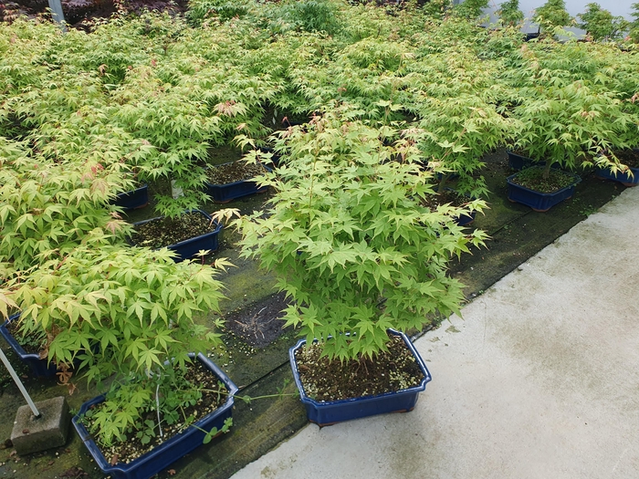 <h4>Acer palmatum "katsura". Pot 32cm.</h4>