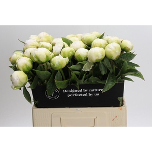 Paeonia Brother Chuck