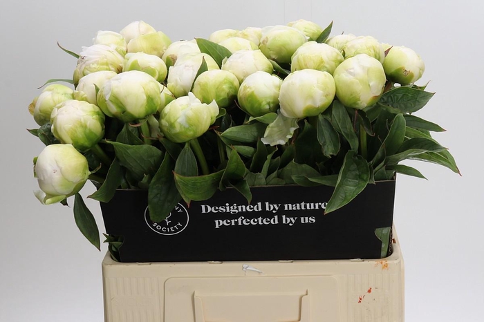 <h4>Paeonia Brother Chuck</h4>
