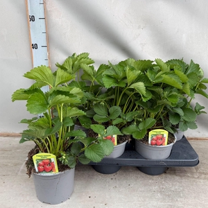 Fragaria ananassa 'Elsanta'