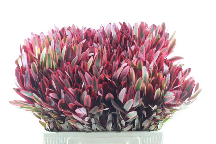 <h4>Leucad Jester</h4>