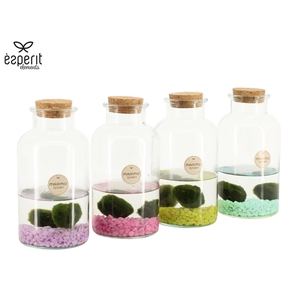 90943: Marimo arrangement