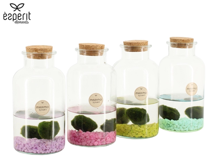 <h4>90943: Marimo arrangement</h4>