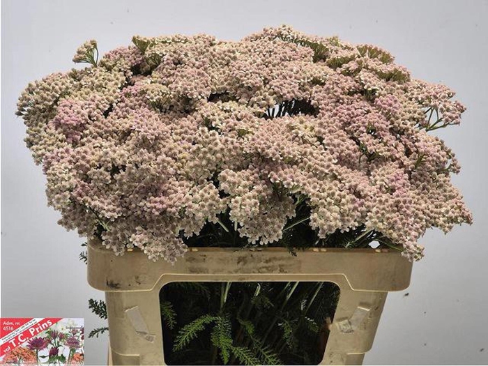 <h4>ACHIL LILAC BEAUTY ACHIL M LILAC BE</h4>