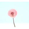 Dried Bleached Dandelion Regular Cerise