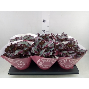 Begonia BD 'Purple Blush'