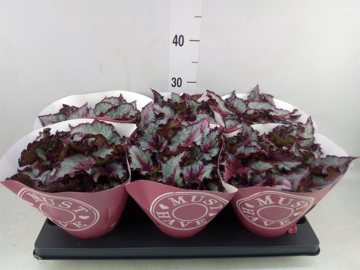 <h4>Begonia BD 'Purple Blush'</h4>