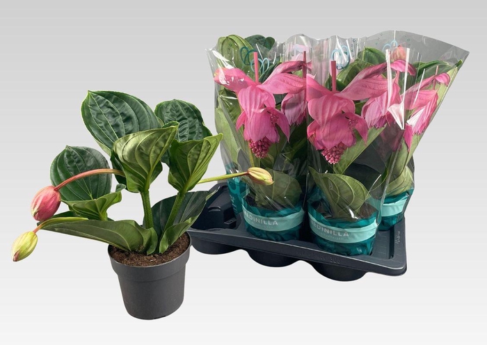 <h4>MEDIN MAG FLAMENCO</h4>