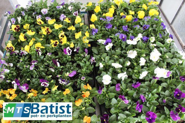 <h4>VIO F1 HYBR MIXK</h4>