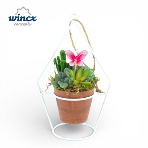 Concepts® - Terravyn Succulents