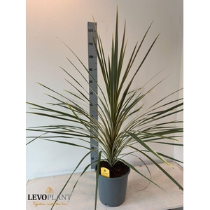 CORD AUS VARIEGAT