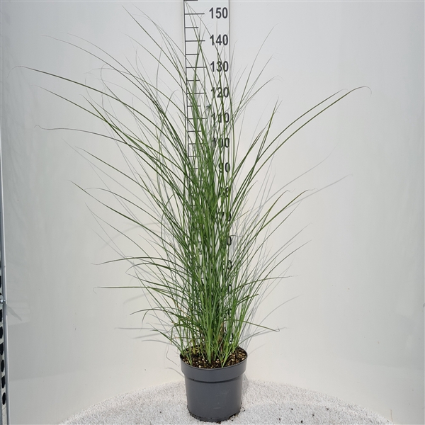 <h4>Miscanthus Sin. Gracillimus P26</h4>