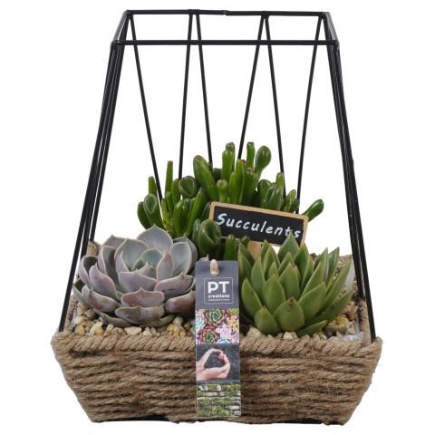 <h4>PTSU8501 Arrangement Succulenten in rechthoekige touwmand met metaal</h4>