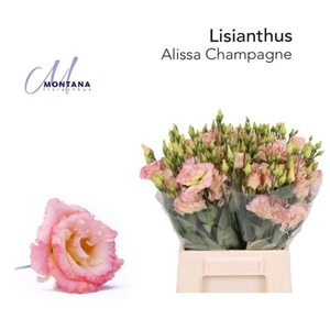 LIS G ALISSA CHAMPAGNE LISIANTHUS 4