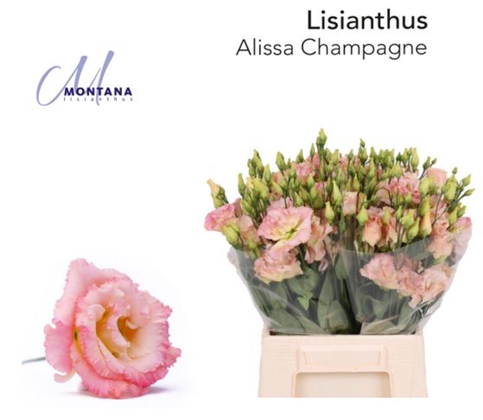 <h4>LIS G ALISSA CHAMPAGNE LISIANTHUS 4</h4>