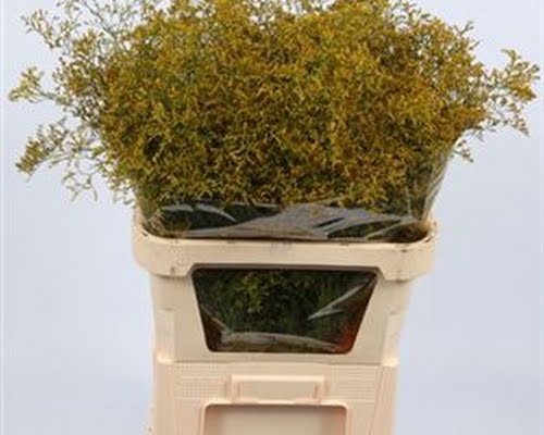 <h4>Limonium Beltlaard Klb Yellow</h4>