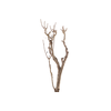 Syringa Branch Super Schubert
