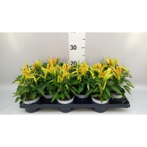 Capsicum annuum 'Hup Hup'