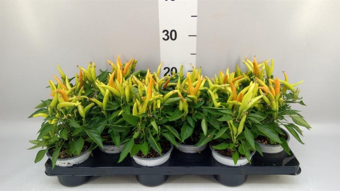 <h4>Capsicum annuum 'Hup Hup'</h4>